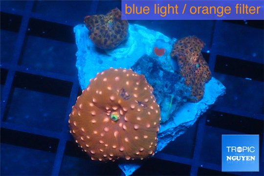 Discosoma red fire & red blue spot 3 polyps WYSIWYG acclimaté