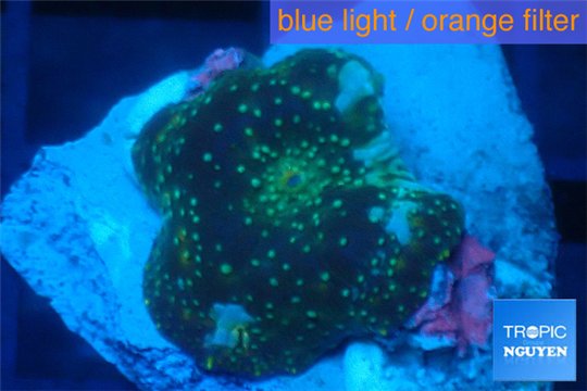 Discosoma golden fusion 3-4 polyps WYSIWYG acclimaté