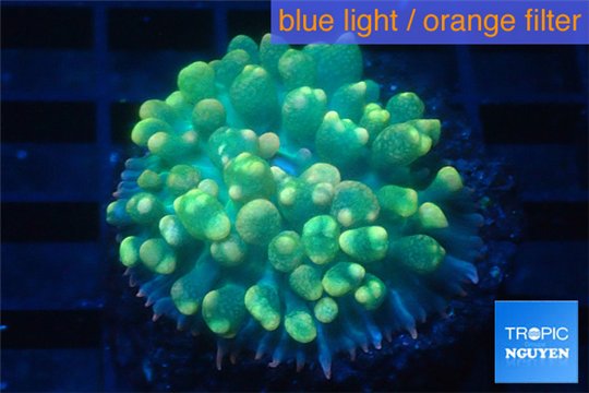 Rhodactis oscilufera green 2-4 cm WYSIWYG acclimaté