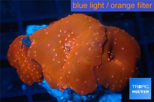 Discosoma red fire 3 polyps WYSIWYG acclimaté