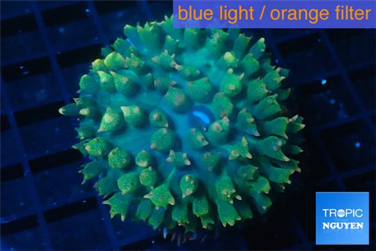 Rhodactis oscilufera green 2-4 cm WYSIWYG acclimaté