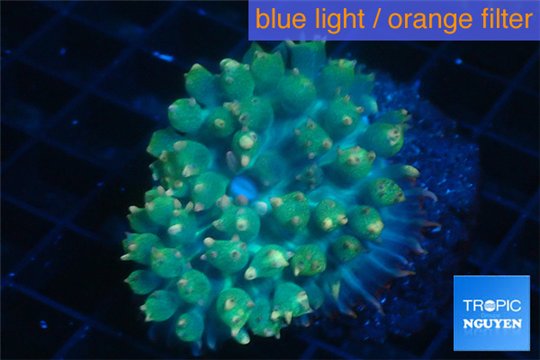 Rhodactis oscilufera green 2-4 cm WYSIWYG acclimaté