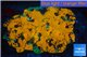 Acanthastrea orange 5-8 cm WYSIWYG acclimaté