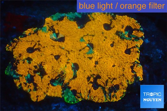 Acanthastrea orange 5-8 cm WYSIWYG acclimaté