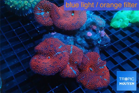 Discosoma red & blue line 8-14 cm WYSIWYG acclimaté