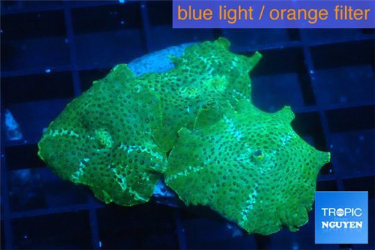 Discosoma green & blue line 3 polyps WYSIWYG acclimaté