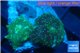 Discosoma green & golden fusion 3 polyps WYSIWYG acclimaté