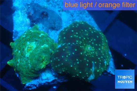 Discosoma green & golden fusion 3 polyps WYSIWYG acclimaté