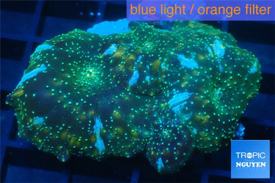 Discosoma golden fusion 7-10 cm WYSIWYG acclimaté