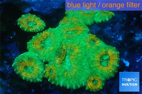 Echinophyllia orange green damaged 4-6 cm WYSIWYG acclimaté