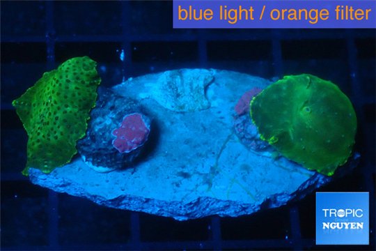 Discosoma green 2 polyps WYSIWYG acclimaté
