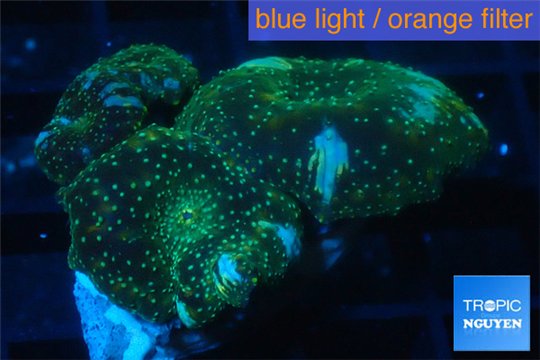 Discosoma golden fusion 3 polyps WYSIWYG acclimaté