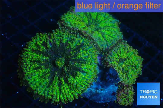 Ricordea yuma purple green 3-4 polyps WYSIWYG acclimaté