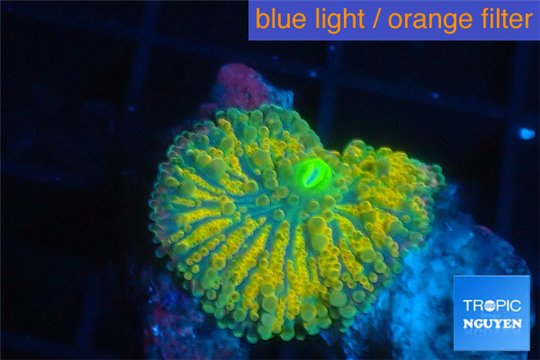 Ricordea yuma golden sunset 1 polyp WYSIWYG acclimaté