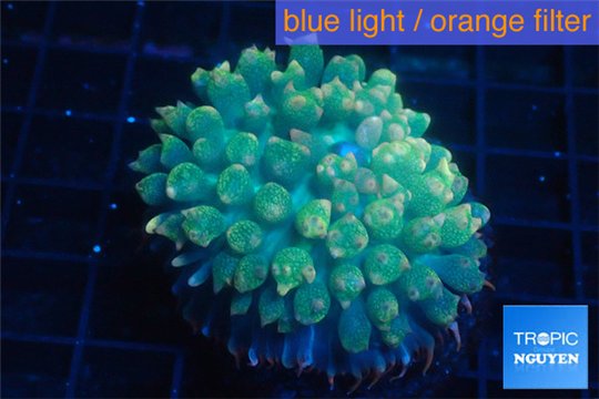 Rhodactis oscilufera green 2-4 cm WYSIWYG acclimaté