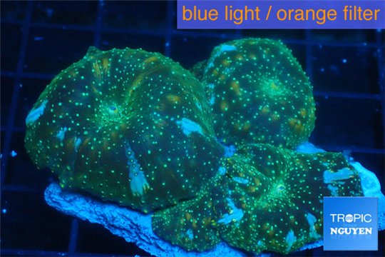 Discosoma golden fusion 4 polyps WYSIWYG acclimaté