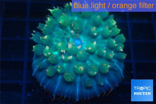 Rhodactis oscilufera green 2-4 cm WYSIWYG acclimaté