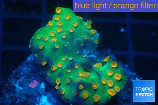 Leptastrea green & orange polyps 3-4 cm WYSIWYG acclimaté