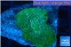 Discosoma green & blue line 1 polyp WYSIWYG acclimaté