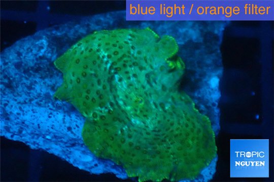 Discosoma green & blue line 1 polyp WYSIWYG acclimaté