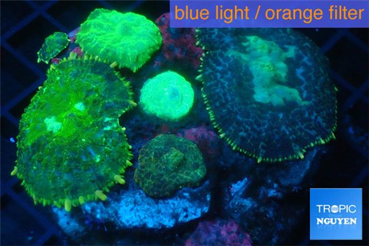 Rhodactis garden mix color 7-11 cm WYSIWYG acclimaté