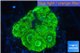 Favia neon green 2-3 cm WYSIWYG acclimaté