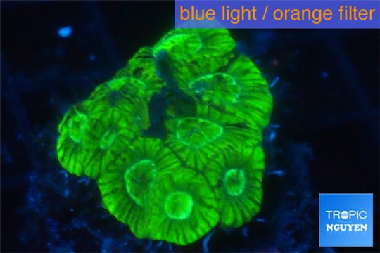 Favia neon green 2-3 cm WYSIWYG acclimaté