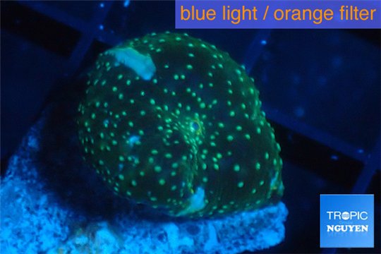 Discosoma golden fusion 1 polyp WYSIWYG acclimaté