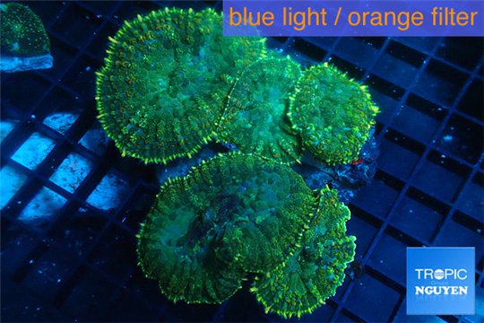 Rhodactis green & golden line 7-12 cm WYSIWYG acclimaté