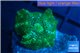 Discosoma green & blue line 1 polyp WYSIWYG acclimaté