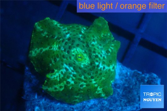 Discosoma green & blue line 1 polyp WYSIWYG acclimaté