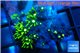 Pachyclavularia neon green 2-3 cm WYSIWYG acclimaté