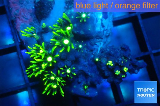 Pachyclavularia neon green 2-3 cm WYSIWYG acclimaté