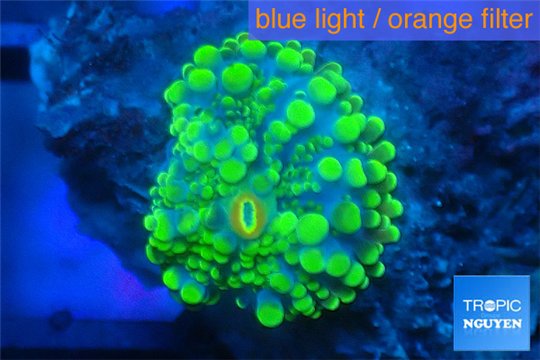 Ricordea yuma purple green small polyp 1 polyp WYSIWYG acclimaté