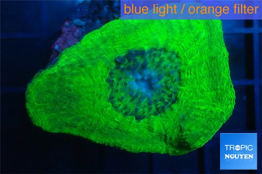 Moseleya green 3-5 cm WYSIWYG acclimaté