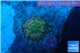 Ricordea yuma pink purple small polyp 0,5-1 cm WYSIWYG acclimaté