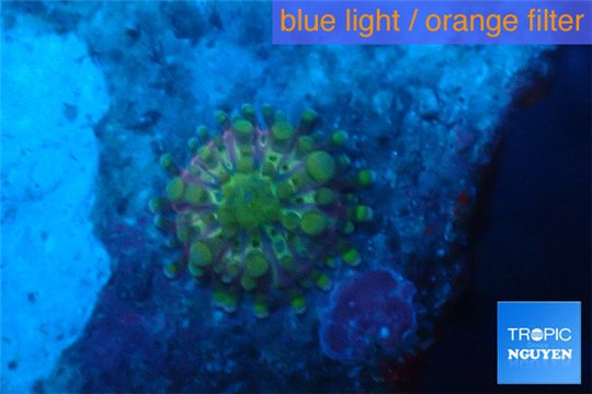 Ricordea yuma pink purple small polyp 0,5-1 cm WYSIWYG acclimaté