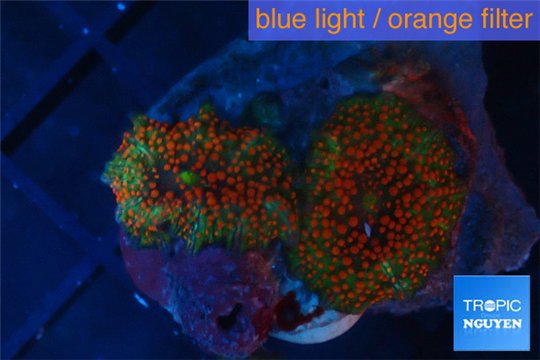 Discosoma joker face red spot 2 polyps WYSIWYG acclimaté