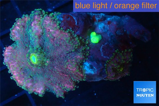 Ricordea yuma pink premium 4-6 cm WYSIWYG acclimaté