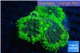Ricordea yuma green 3-4 polyps WYSIWYG acclimaté