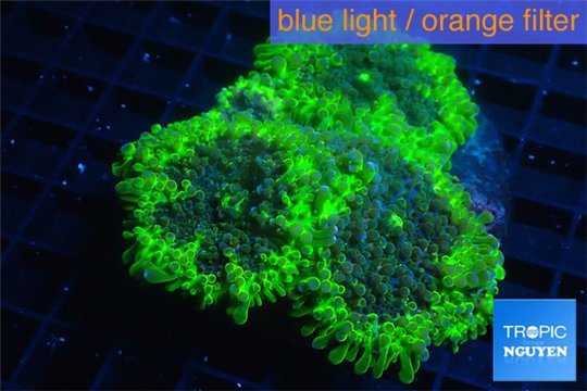 Ricordea yuma green 3-4 polyps WYSIWYG acclimaté