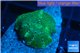 Discosoma green & blue line 1 polyp WYSIWYG acclimaté
