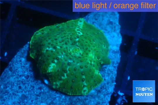 Discosoma green & blue line 1 polyp WYSIWYG acclimaté