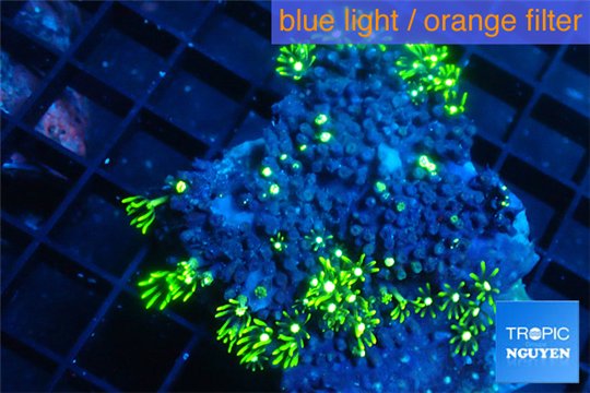 Pachyclavularia neon green 5-6 cm WYSIWYG acclimaté