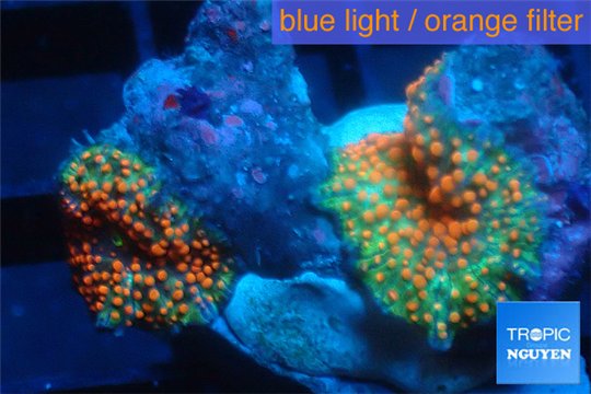 Discosoma joker face red spot 2 polyps WYSIWYG acclimaté