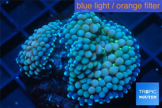 Ricordea floridea blue green 2 polyps WYSIWYG acclimaté