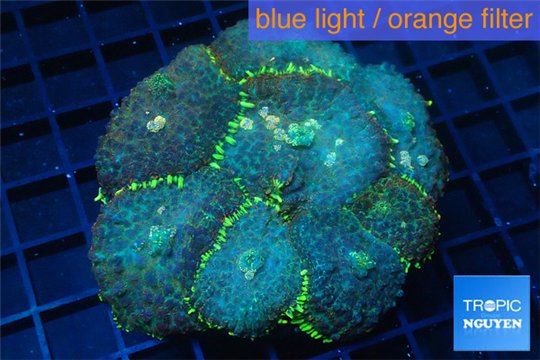 Rhodactis tricolor golden line premium 8-12 cm WYSIWYG acclimaté