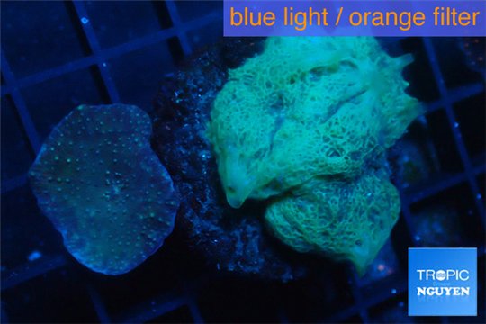 Sponge yellow 3-4 cm WYSIWYG acclimaté