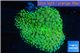 Ricordea floridea green 1 polyp WYSIWYG acclimaté