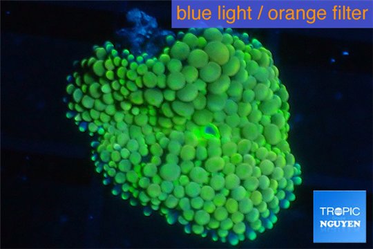 Ricordea floridea green 1 polyp WYSIWYG acclimaté